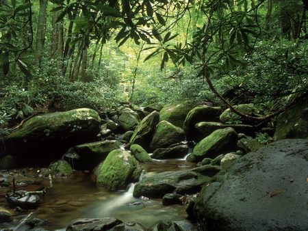 Roaring Fork in Summer Great Smoky Mountains National Park Tennessee - landscapes, mountain