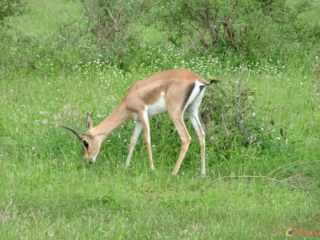 visoterra gazelle  - forest, animal