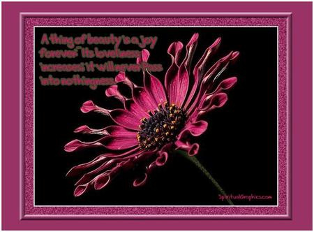 A thing of joy - pink flower, frame, verse