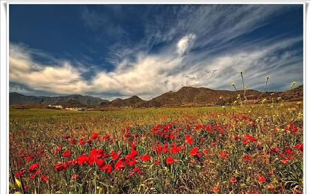 	Campo de amapolas - sky, flowers, red