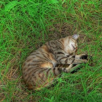 Sleeping Cat