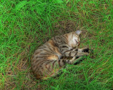 Sleeping Cat - sleeping, grass, cat