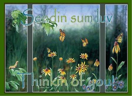 Sending sum luv - nature, window, butterflies, words, art