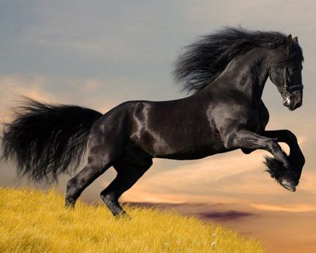 Arab horse - tail, wide screen, gallop, mane, equine, photography, friesian, black, arab horse, horse, animal, photo