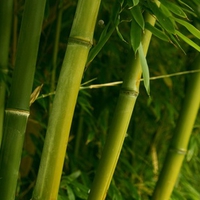 BAMBOO