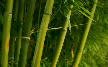 BAMBOO - fastest growing, woody perennial, evergreen plant