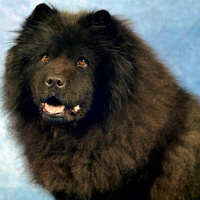 BLACK CHOW CHOW