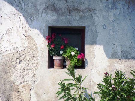 Window  Flowers   of Central Slovenia - central, slovenia, flowers, window