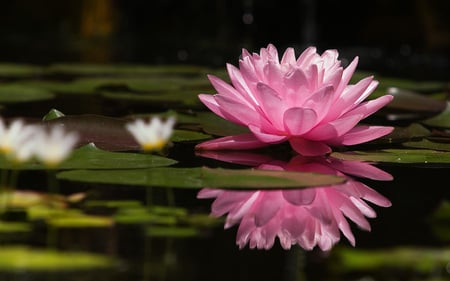 Water Lily - water, mirrored, creative pre-made, reflections, lotus pads, lily, pretty, reflection, cool, water lilies, wisdom, waterlily, worship, pond, relax, faith, lovely, nature, lotus, love four seasons, water lily, pink, beautiful, colors, flowers, goodfon, lily pads, flower