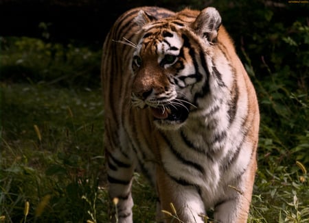 Tiger - tiger, animals, tigers, wild