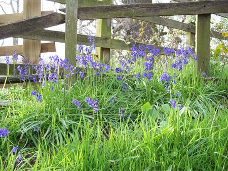 Fenced in - flowers, nature