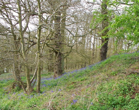 Bluebells in spring - flowers, nature