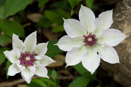 White flowers - flowers, white