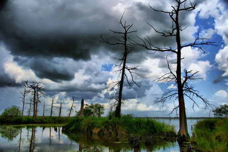 Natures lightning rods - lightnings, nature