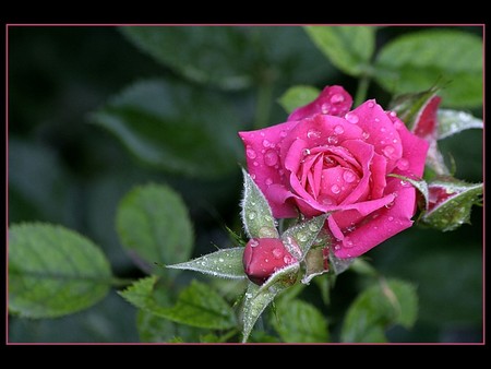 Pink rose - flowers, roses