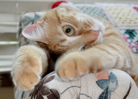 Ginger Face - funny, cute, cat, ginger