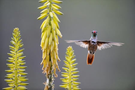 Amazilia Hummingbird Feeding on an Agave Flower Peru - yellow flower, peru, hummingbird, amazilia hummingbird, agave flower, cute, bird