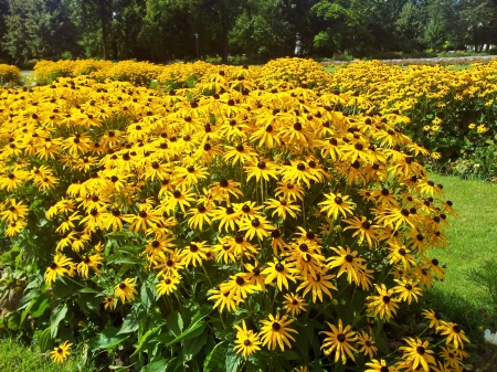 yellow seduction - park, sunny, flowers, yellow