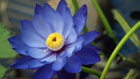 Blue Lotus - nature, blue, photography, blue lotus, water lily