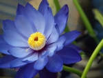 Blue Lotus