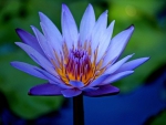 Blue Lotus 2