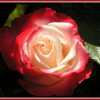 â™¥ Sunday Rose for Dn â™¥