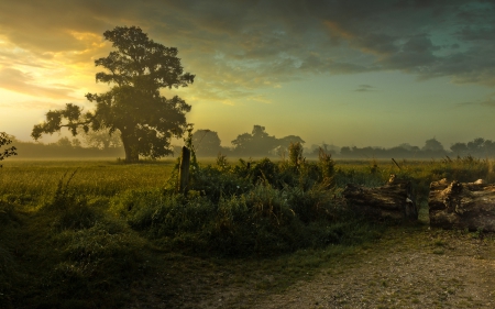 superb morning in the countryside - morning, road, clouds, tree, fields, logs