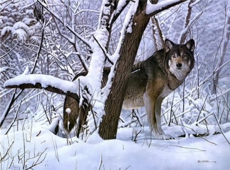 Nordic Grey Wolf - nature, wilderness, predator, trees, snow, winter