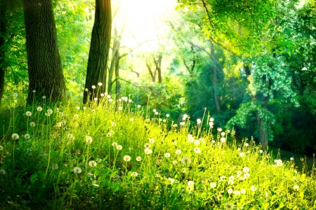 Dandelion meadow in forest - summer, forest, beautiful, leaves, grass, field, nature, dandelion, glow, greenery, meadow, rays, branches, sunlight, nice, lovely, woods, trees