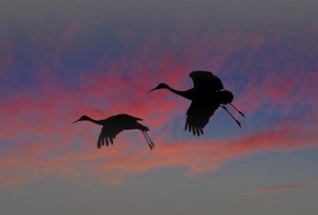 Sunset - flying, nature, sky, animals, sunset, birds