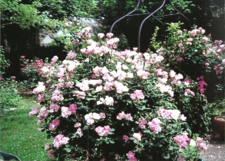 pink garden roses - flowers, nature, garden, pink roses