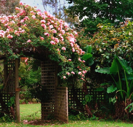 pink rose arch - flowers, nature, rose arch, pink roses