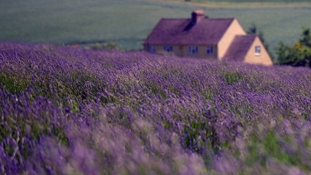 Purple - field, house, purple, amazing