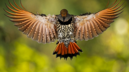 Beautiful Bird - animal, wonderful, bird, fly