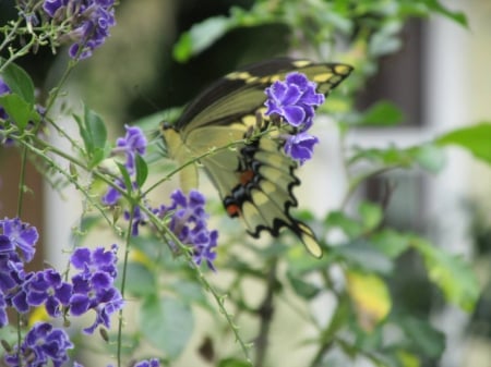 Butterfly over flowers - flowers, pretty, photos, butterflies