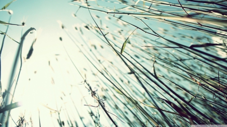 Grass stems - summer, wallpaper, hd, grass, sky, photography, field, macro, nature