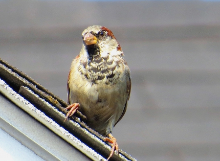 Where is a Tree? - bird, animal, nature, roof