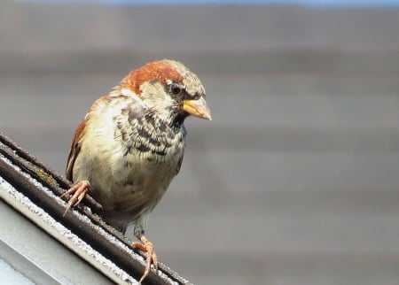 Hummm... I am really too far up!! - bird, animal, nature, roof