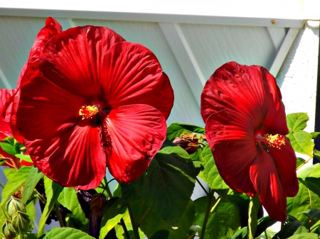 Hibiscus - hibiscus, flowers, petals, red