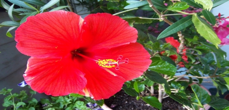 Red Hibiscus - large, nature, red, hibiscus, grass, flower, petals, leaves