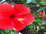 Red Hibiscus