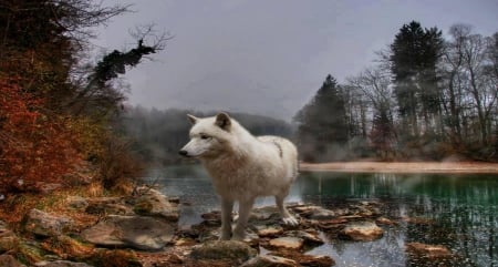 keep me free - free, white, wolf, rocks, river, trees