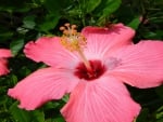 Pink Hibiscus