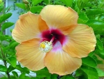 Yellow Hibiscus