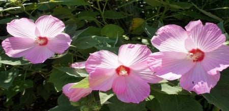 Pink Hibiscus - nature, green, hibiscus, flower, petals, pink, leaves