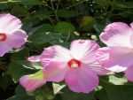 Pink Hibiscus