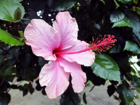 Pale Pink Hibiscus