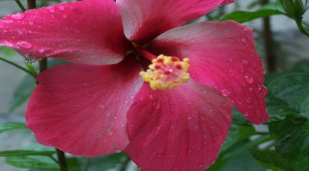 Dark Pink Hibiscus - flower, pink, petals, hibiscus, dark, nature, large