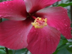 Dark Pink Hibiscus