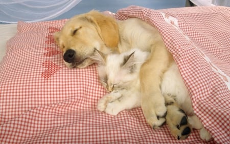 Dog and cat - face, pretty, playful dog, cute, animals, beautiful, sweet, puppy, playful, dogs, puppies, lovely, dog face